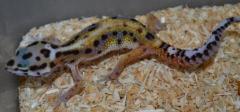 Baby Emerine Leopard Geckos