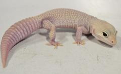 Adult Super RAPTOR Leopard Geckos