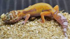 Baby Tremper Albino Tangerine Leopard Geckos