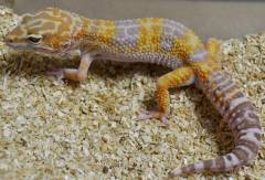 Sub Adult Tremper Albino Leopard Geckos