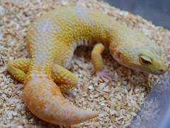 Adult Giant Tremper Sunglow Leopard Geckos w/regrown tails