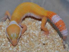 Small Tremper Sunglow Leopard Geckos w/regrown tails