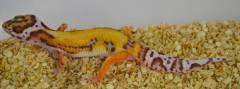 Small Bell Albino Red Striped Leopard Geckos