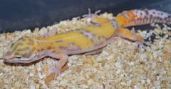 Medium Jungle Albino Leopard Geckos