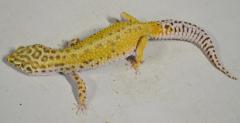 Adult Striped Bell Albino Leopard Geckos