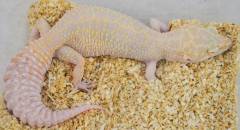 Adult Giant APTOR Leopard Geckos