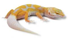 Baby APTOR Leopard Geckos