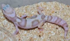 Medium Rainwater Albino Mack Snow Leopard Geckos
