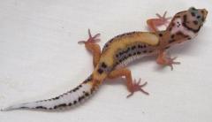 Medium Bold Stripe Leopard Geckos