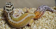 Sub Adult Red Striped Leopard Geckos