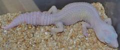 Adult Bell Blazing Blizzard Leopard Geckos w/regrown tails