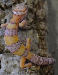 Small Albino Leopard Geckos