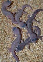 Small Blizzard Leopard Geckos