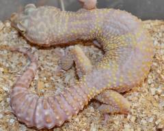 Adult Giant Tremper Albino Leopard Geckos (het raptor)