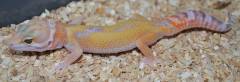 Small Bell Tangerine Albino Leopard Geckos
