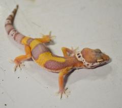 Small Bell Albino Leopard Geckos