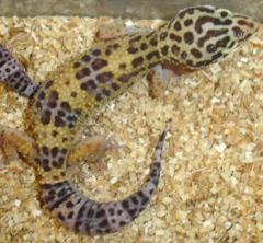 Medium High Yellow Leopard Geckos