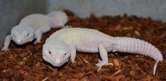 Adult Male Blazing Blizzard Leopard Geckos