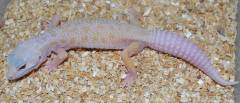Small Albino Patternless Leopard Geckos