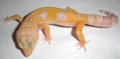 Small RAPTOR Leopard Geckos