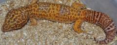 Sub Adult Giant Bell Albino Leopard Geckos