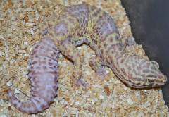 Adult Female Albino Snow Leopard Geckos