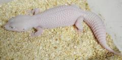 Adult Female Diablo Blanco Leopard Geckos (solid red eyes)