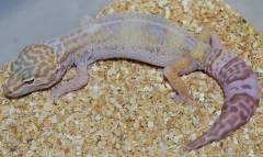 Adult Male Tremper Albino Leopard Geckos w/regrown tails