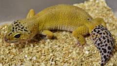 Adult Male Super Hypo Leopard Geckos w/regrown tails