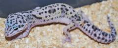 Small Mack Snow Jungle Leopard Geckos