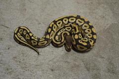 Baby Mojave Ball Pythons