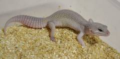 Medium Blizzard Leopard Geckos