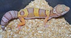 Baby Rainwater Albino Leopard Geckos