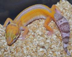 Adult Male Red Stripe Tremper Albino Leopard Geckos