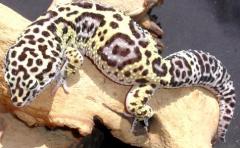 Adult Male Jungle High Yellow Leopard Geckos