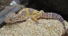 Adult Tremper Jungle Albino Leopard Geckos