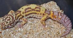 Adult Male Bold Stripe Bell Albino Leopard Geckos