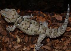 Button Scaled Geckos