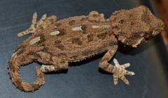 Helmeted Geckos