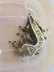 Adult Female Quad Stripe Altitude Crested Gecko w/stub tail