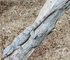 Sakalava Velvet Geckos