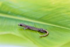 Indopacific Tree Geckos