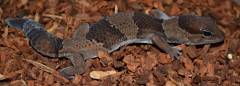 Small African Fat Tailed Geckos