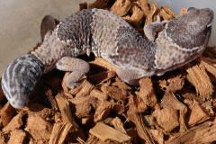 Adult African Fat Tailed Geckos w/regrown tails