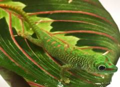 Baby Madagascar Giant Day Geckos