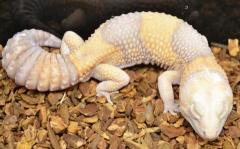 Sub Adult Albino African Fat Tailed Geckos