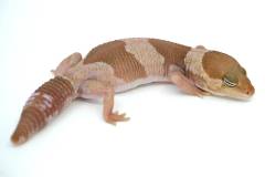 Sub Adult Caramel African Fat Tailed Geckos