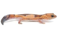 Sub Adult Zulu African Fat Tailed Geckos