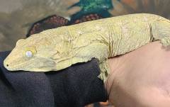 Male Pine Island Leachianus Gecko