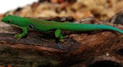 Peacock Day Geckos
